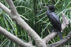 Saigon Zoo & Botanical Gardens