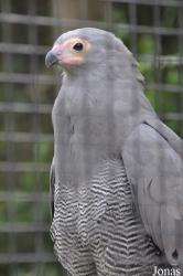 Banham Zoo