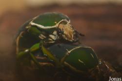 Mecynorrhina torquata
