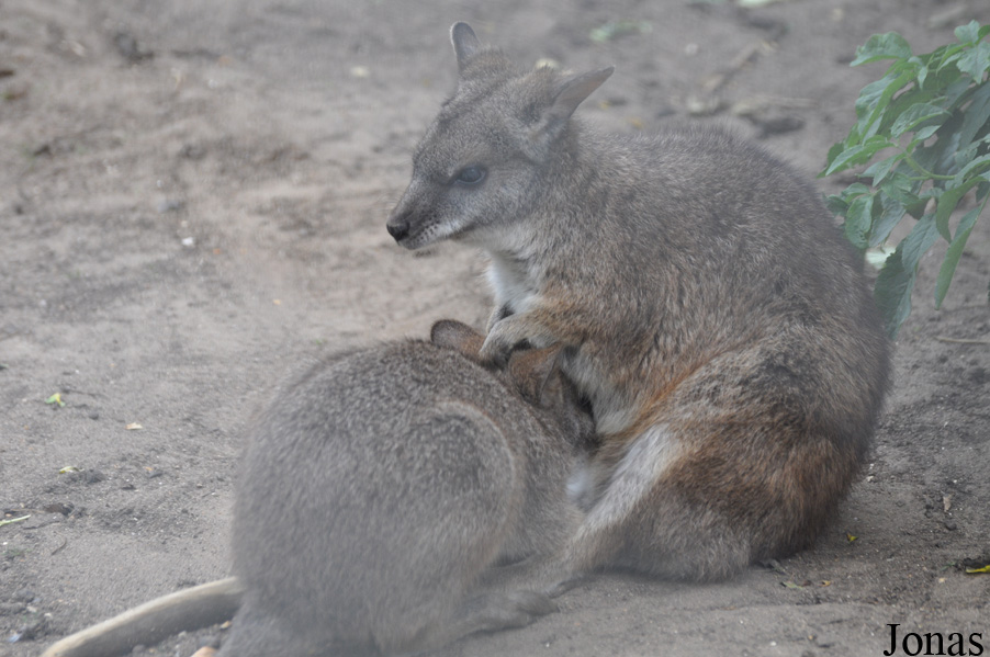 Linton Zoological Gardens