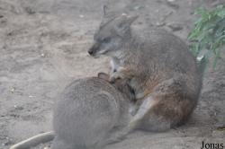 Linton Zoological Gardens