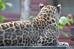 Linton Zoological Gardens