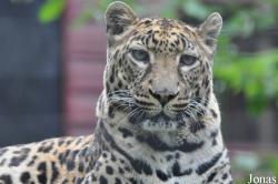 Panthera pardus pardus