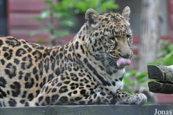 Linton Zoological Gardens