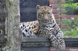 Linton Zoological Gardens