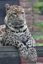 Linton Zoological Gardens
