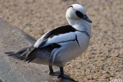 Mergellus albellus