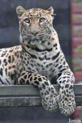 Linton Zoological Gardens