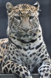 Linton Zoological Gardens