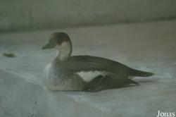 Shanghai Zoo