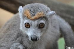 Linton Zoological Gardens
