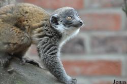Linton Zoological Gardens