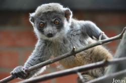 Linton Zoological Gardens