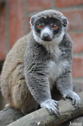 Linton Zoological Gardens