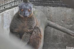Linton Zoological Gardens