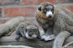 Linton Zoological Gardens