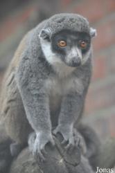 Linton Zoological Gardens