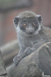 Linton Zoological Gardens