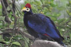 Linton Zoological Gardens