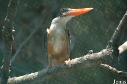 Halcyon pileata