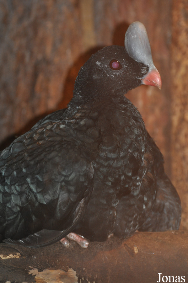 Blackbrook Zoological Park
