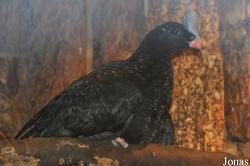 Blackbrook Zoological Park