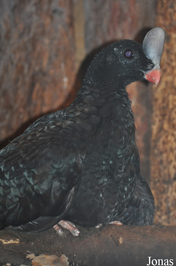 Blackbrook Zoological Park