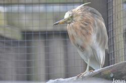 Blackbrook Zoological Park