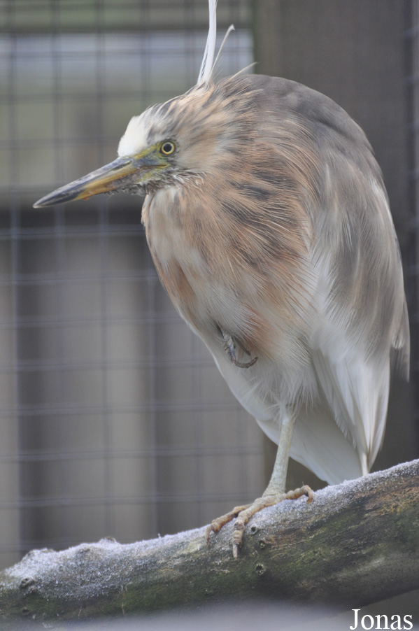 Blackbrook Zoological Park