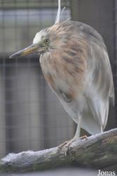 Blackbrook Zoological Park