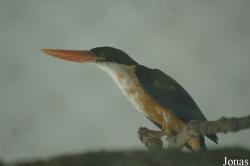 Shanghai Zoo