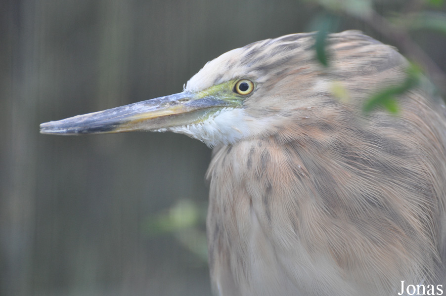 Blackbrook Zoological Park