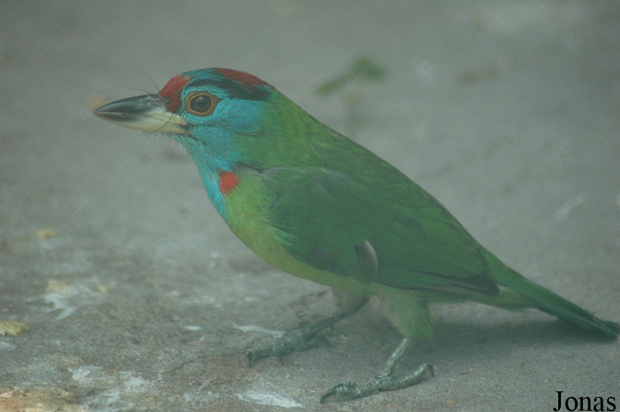 Shanghai Zoo