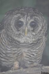 The Raptor Foundation