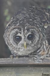 The Raptor Foundation