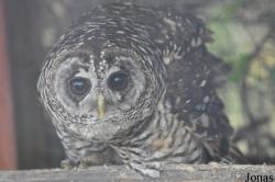 The Raptor Foundation