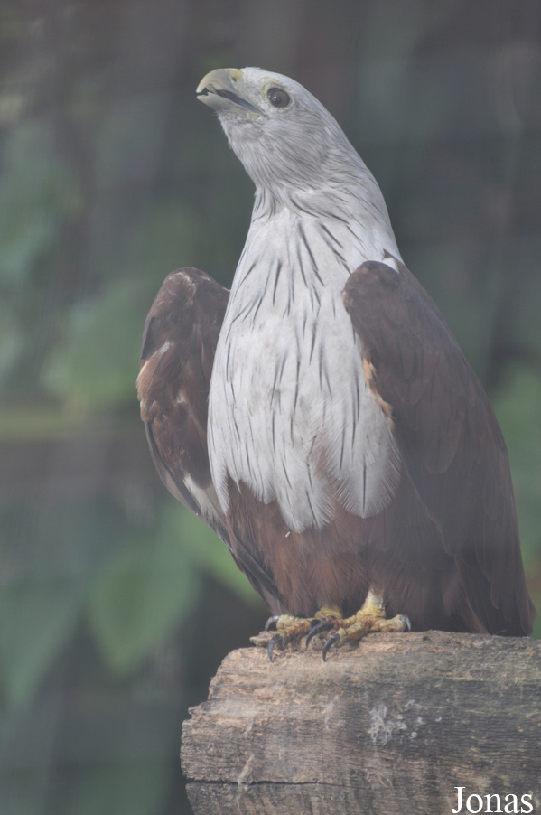 The Raptor Foundation