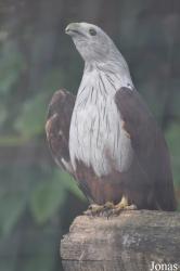The Raptor Foundation