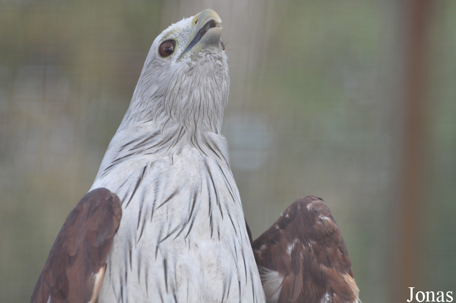 The Raptor Foundation