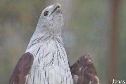 The Raptor Foundation