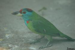 Psilopogon asiaticus
