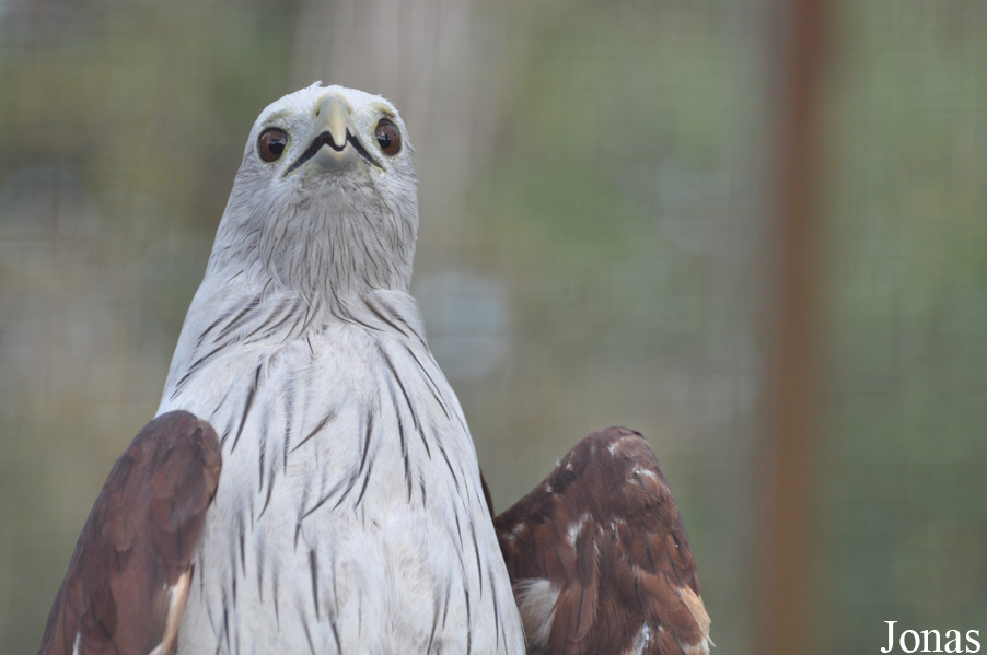 The Raptor Foundation