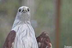 The Raptor Foundation