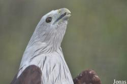 The Raptor Foundation
