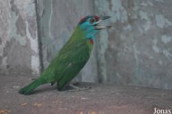 Shanghai Zoo