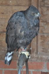 The Raptor Foundation