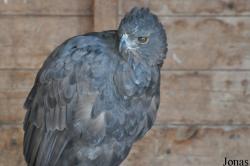 The Raptor Foundation