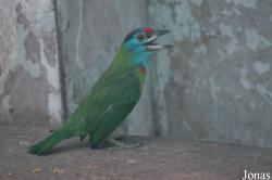 Shanghai Zoo