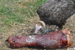 Hamerton Zoo Park