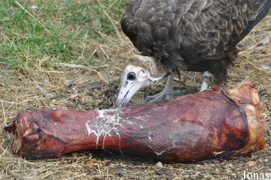 Hamerton Zoo Park